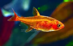 Ember Tetra Fish