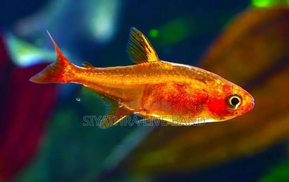 Ember Tetra Fish