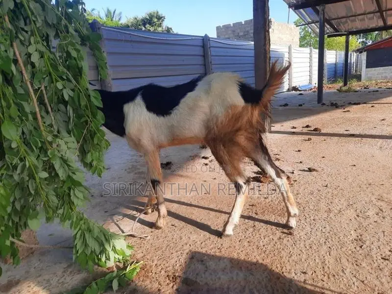 ஆடு Goat