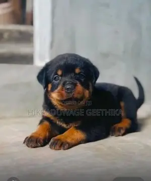 Rottweiler Puppies