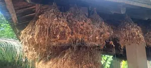 சின்ன வெங்காயம்