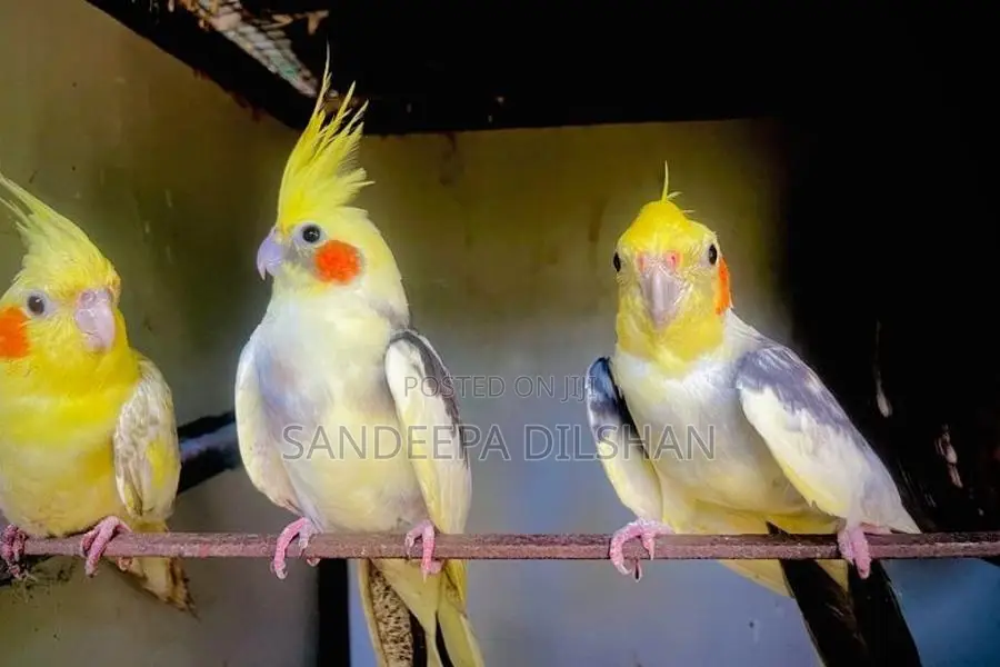 Cockatiel Birds