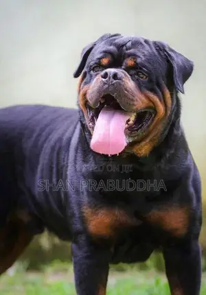 Rottweiler Crossing