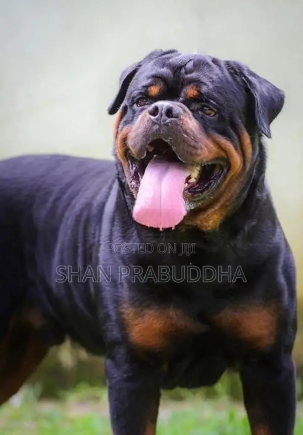 Rottweiler Crossing