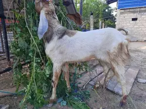 ஆடு Goat