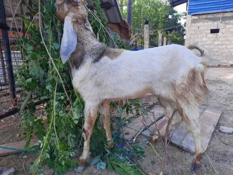 ஆடு Goat