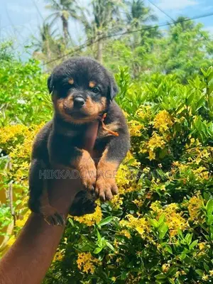 Rottweiler Puppies