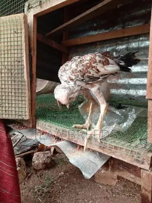 Parrot Beak Longtail
