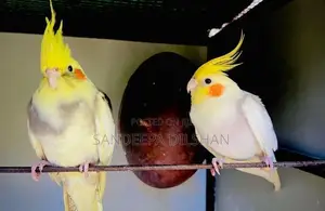 Cockatiel Birds