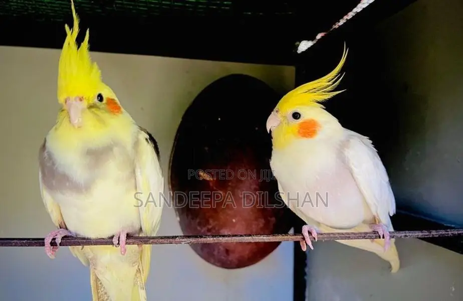 Cockatiel Birds