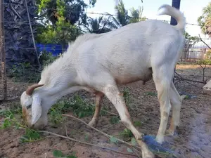 ஆடு Goat