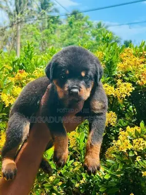Rottweiler Puppies