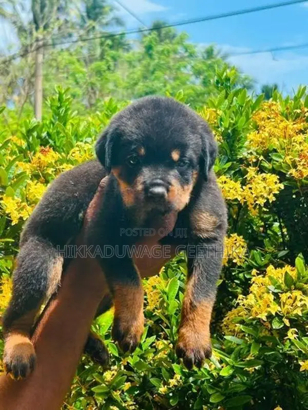 Rottweiler Puppies