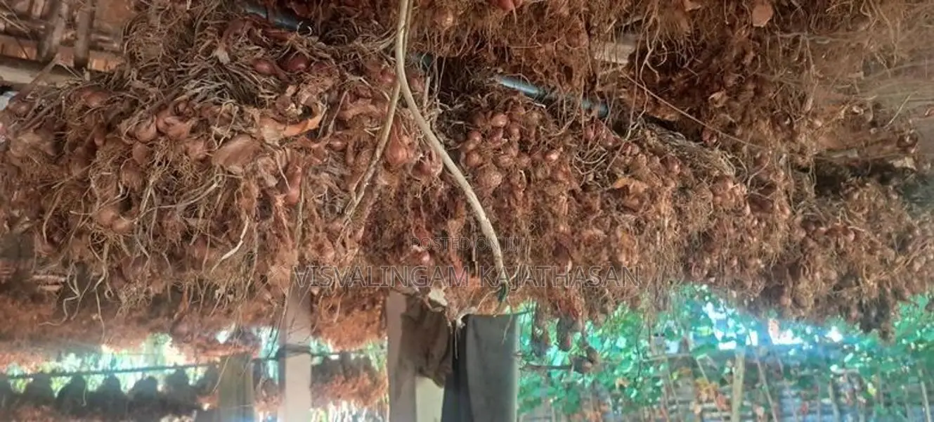 சின்ன வெங்காயம்