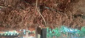 சின்ன வெங்காயம்