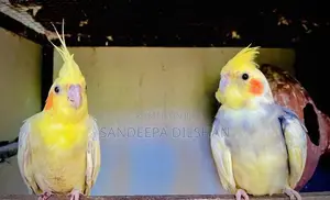 Cockatiel Birds