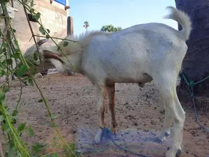 ஆடு Goat