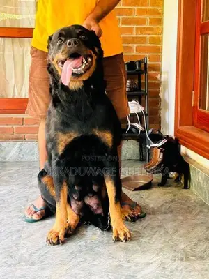 Rottweiler Puppies