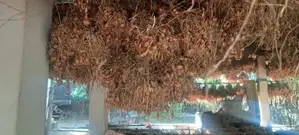 சின்ன வெங்காயம்