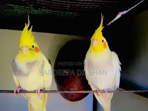 Cockatiel Birds