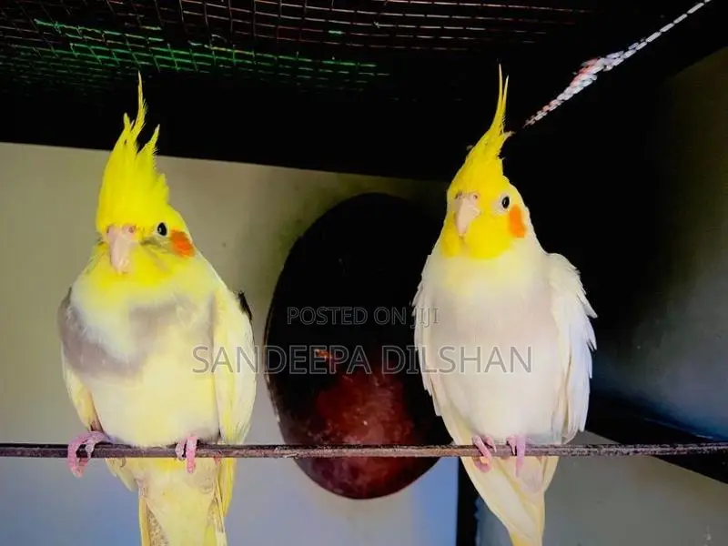 Cockatiel Birds