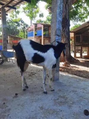 ஆடு Goat
