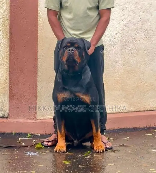 Rottweiler Puppies