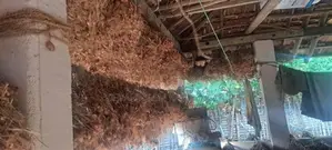 சின்ன வெங்காயம்