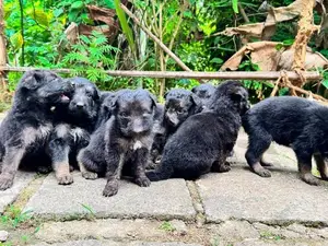 Rottweiler Puppies