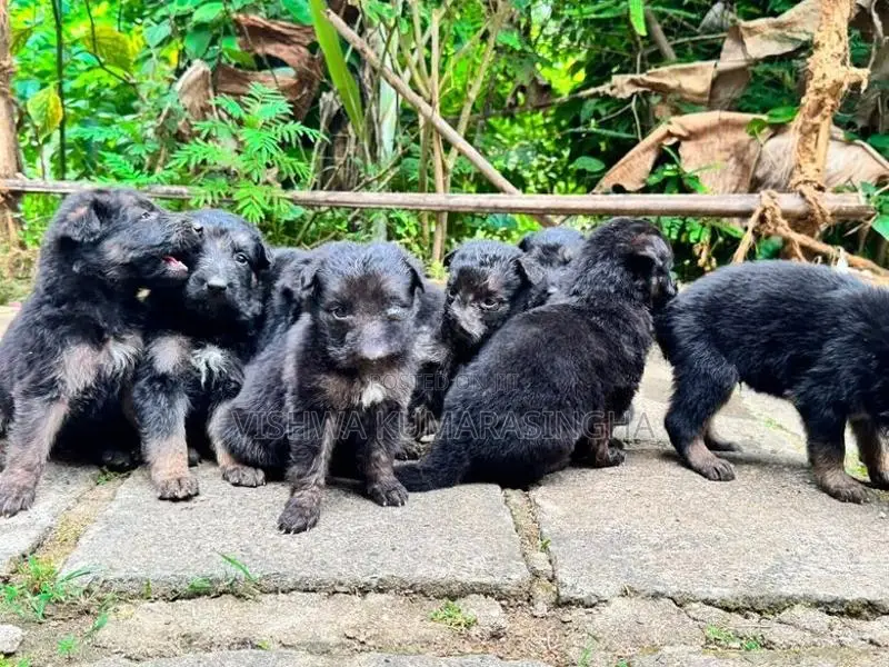 Rottweiler Puppies