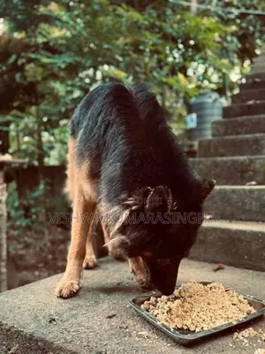Rottweiler Puppies
