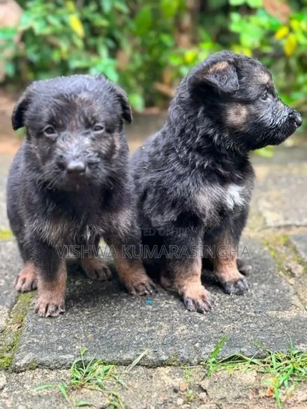 Rottweiler Puppies