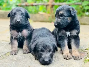 Rottweiler Puppies