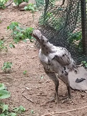 Rooster