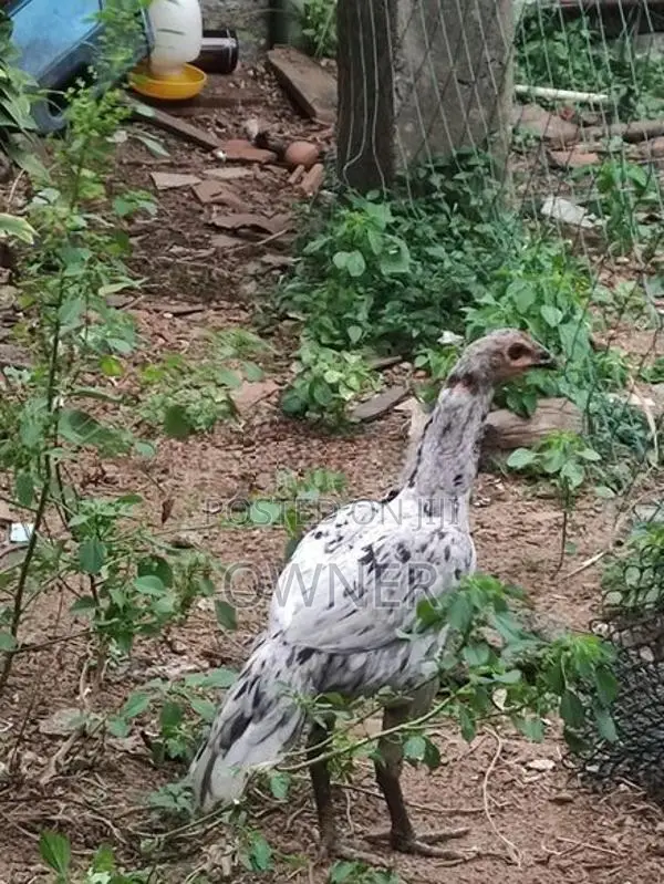 Rooster