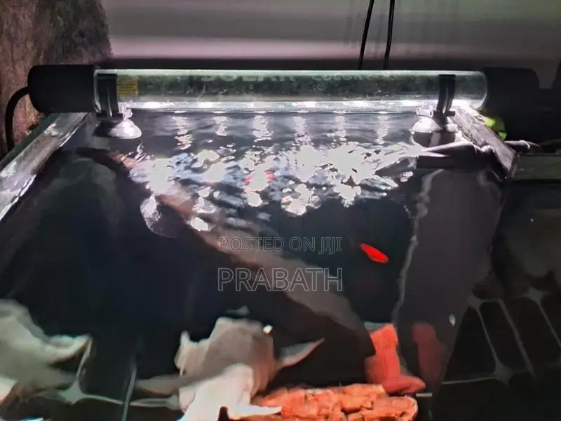 1.5 Feet Cube Fish Tank Full Set