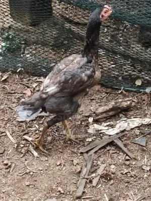 Rooster