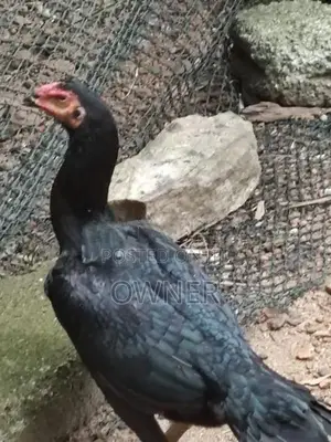 Rooster