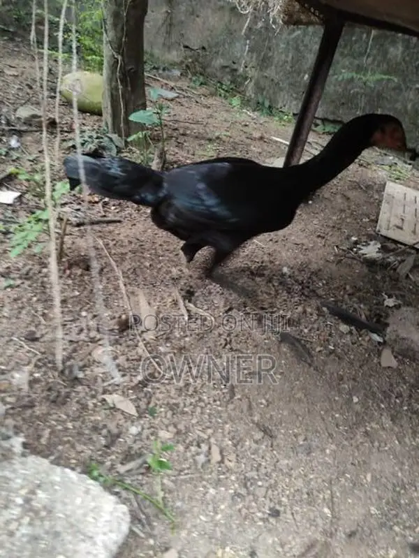 Rooster