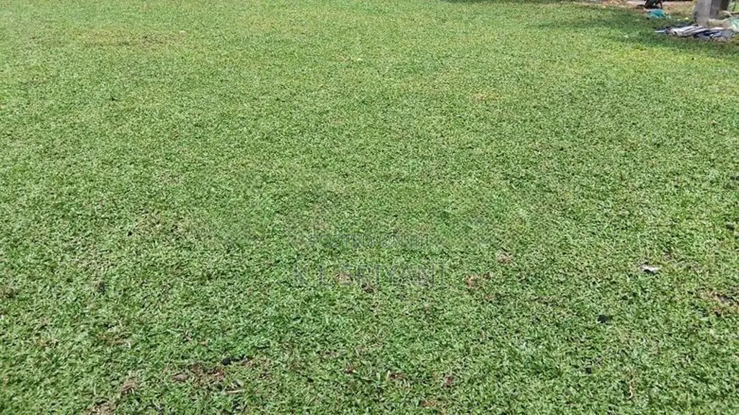 Grass