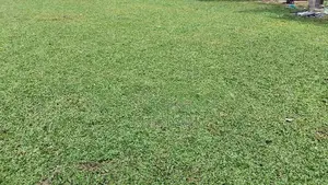 Grass