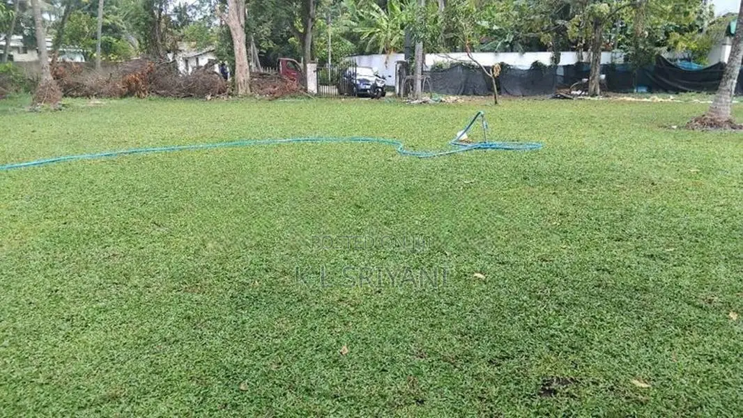 Grass