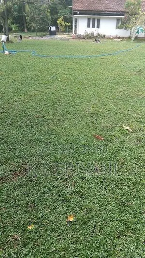 Grass