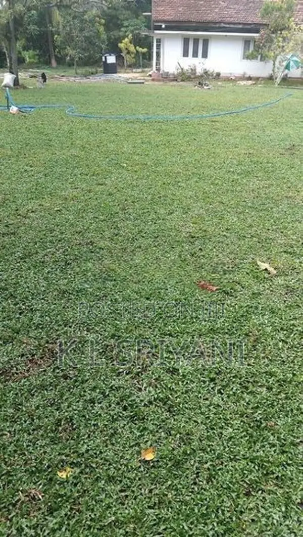 Grass