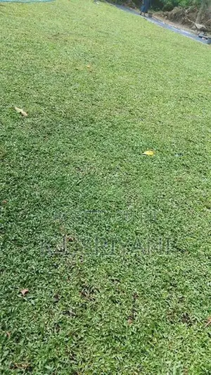 Grass