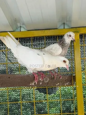 Timing Pigeons