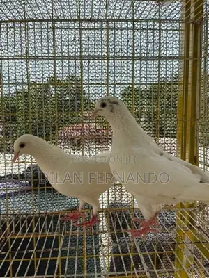 Timing Pigeons