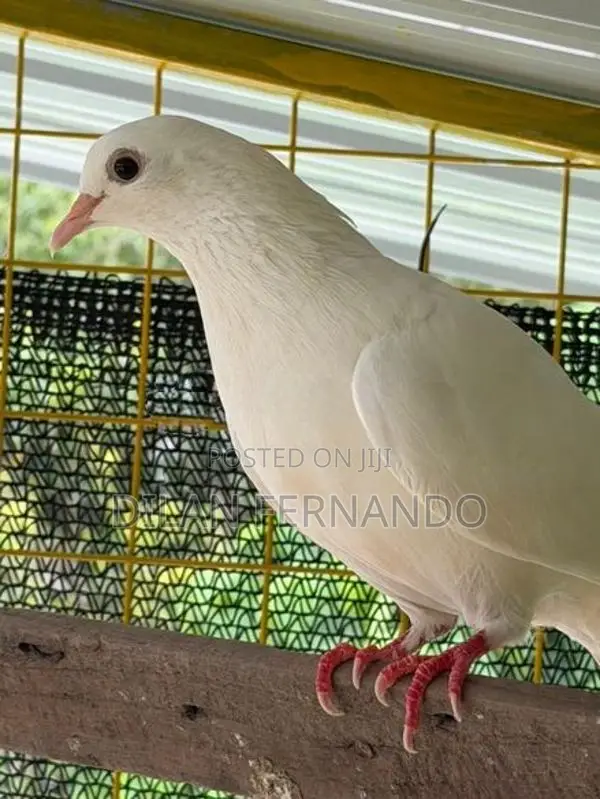 Timing Pigeons