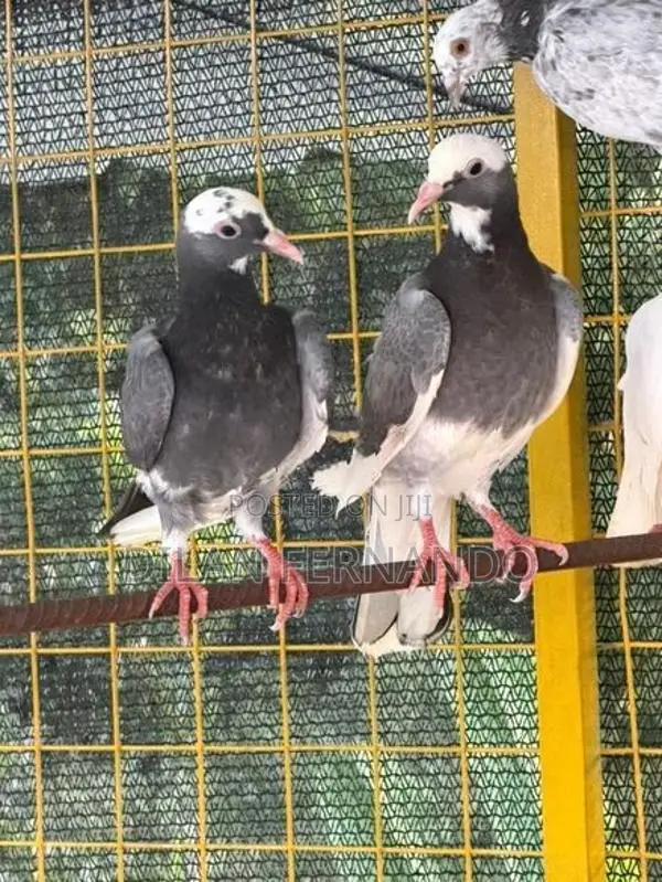 Timing Pigeons