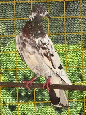 Timing Pigeons